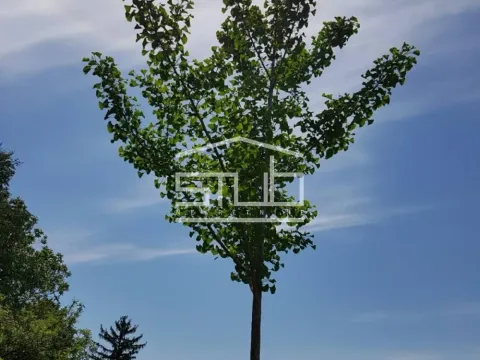 Prodaja, kuća, 120m², Stari Tamiš, Pančevo - image 9