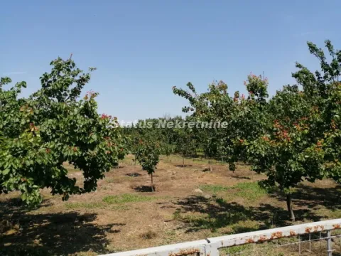 Prodaja, kuća, 132m², Novi Sad, Srbija - image 2