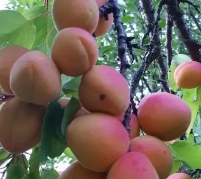 Prodaja, kuća, 45m², Čortanovci, Inđija - image 6