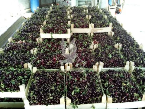 Prodaja, plac, 13700m², Koraćica, Mladenovac - image 19