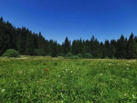 Prodaja, plac, 8600m², Tara, Srbija - image 11