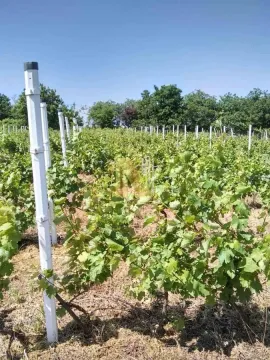 Pogled na vinograd sa stubovima za potporu. - image 3