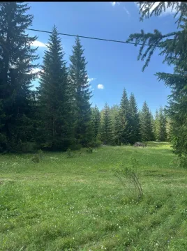 Zelena livada okružena četinarskom šumom. - image 4