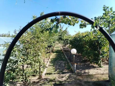 Prodaja, kuća, 58m², Srpski Šor, Subotica - image 17