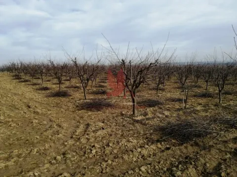 Prodaja, plac, 13700m², Koraćica, Mladenovac - image 4