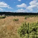 Prodaja, plac, 35832m², Žabljak, Crna Gora - image 8