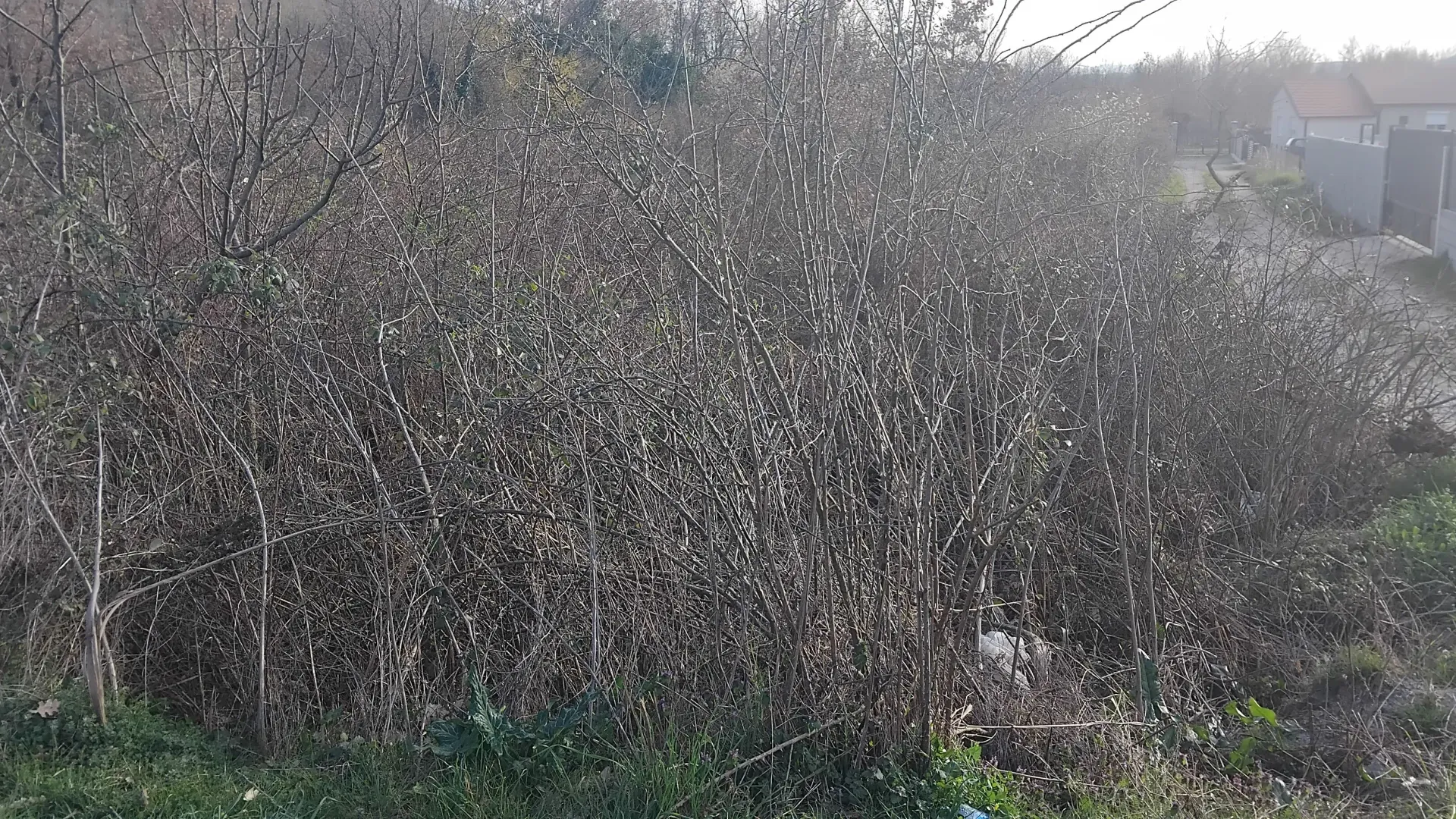 Prodaja, plac, 2400m², Dajbabe, Podgorica