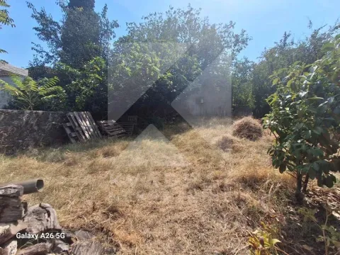 Zaraslo dvorište sa drvećem i rastinjem. - image 4