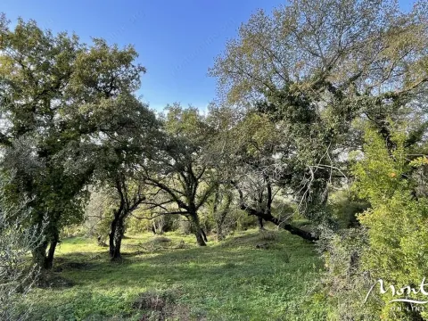 Prodaja, plac, 350m², Kavač, Kotor - image 2