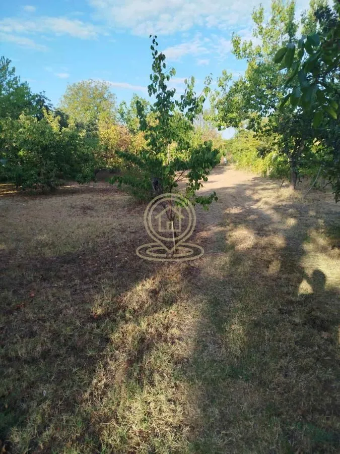 Zeleno dvorište sa stablima i travnatom površinom.