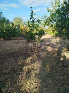Zeleno dvorište sa stablima i travnatom površinom. - image 3