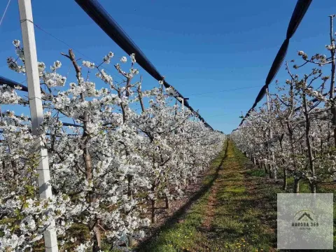 Prodaja, plac, 1030m², Sremska Mitrovica, Srbija - image 3