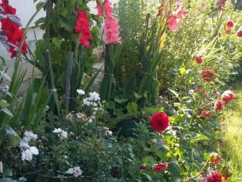 Prodaja, kuća, 44m², Gotovuša, Pljevlja - image 4