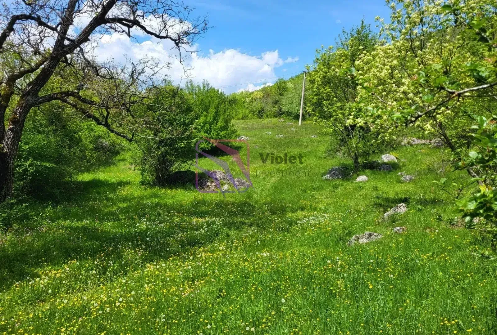 Zeleni travnjak sa drvećem i rastinjem na placu.