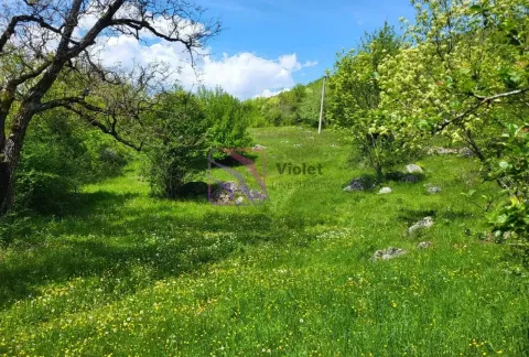 Zeleni travnjak sa drvećem i rastinjem na placu. - image 3