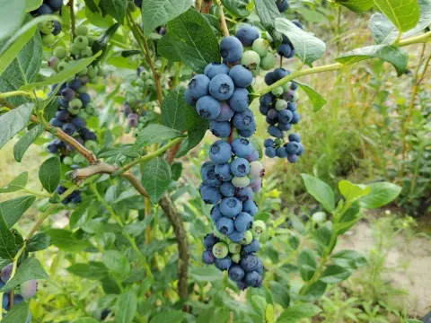 Prodaja, plac, 120000m², Centar, Šabac - image 4