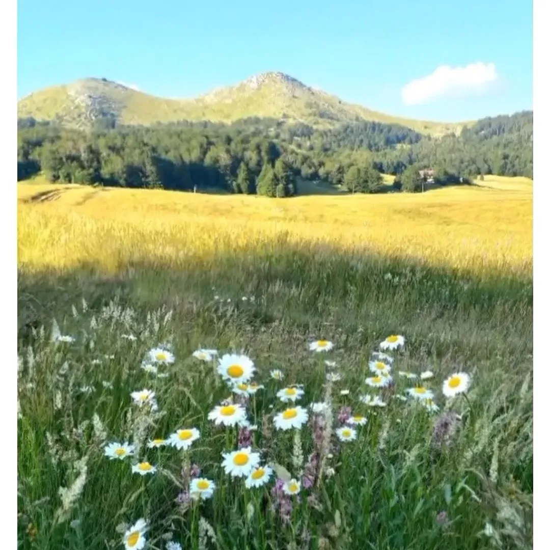 Prodaja, plac, 420000m², Miloševići, Šavnik