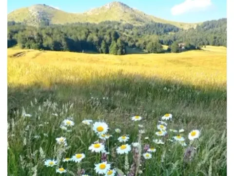 Prodaja, plac, 420000m², Miloševići, Šavnik - image 5