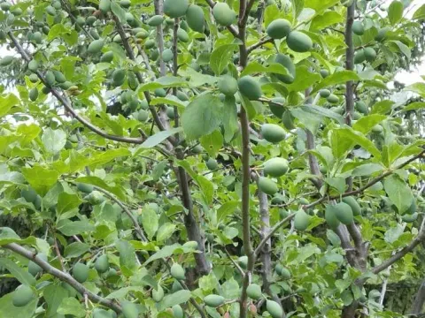 Sale, house, 88m², Pljevlja, Crna Gora - image 8