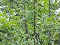 Sale, house, 88m², Pljevlja, Crna Gora - image 8