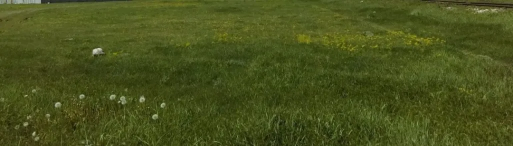 Sale, land lot, 5400m², Kličevo, Nikšić