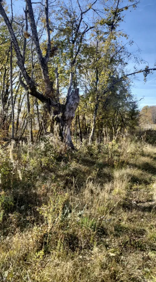 Prodaja, plac, 1000m², Žirci, Kolašin