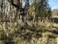 Sale, land lot, 1000m², Žirci, Kolašin - image 8