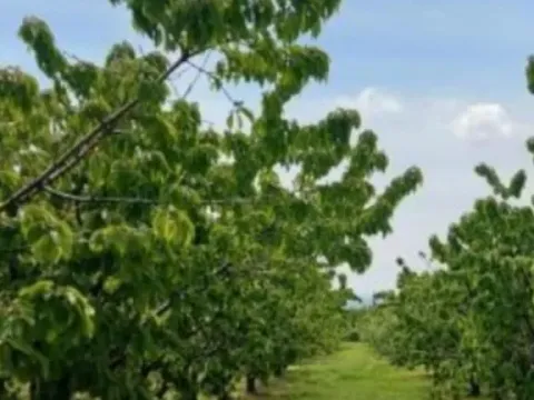 Prodaja, plac, 138m², Krstašice, Irig - image 4