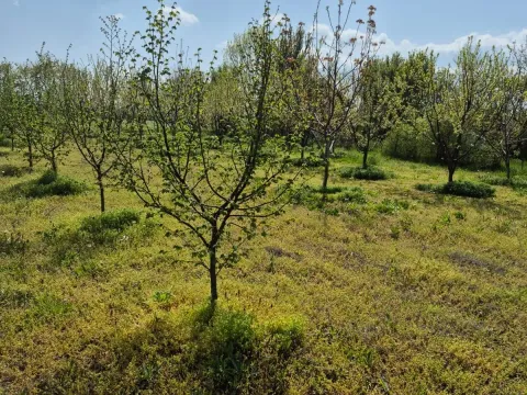 Prodaja, plac, 2950m², Voždovac Sve Podlokacije, Beograd - image 5