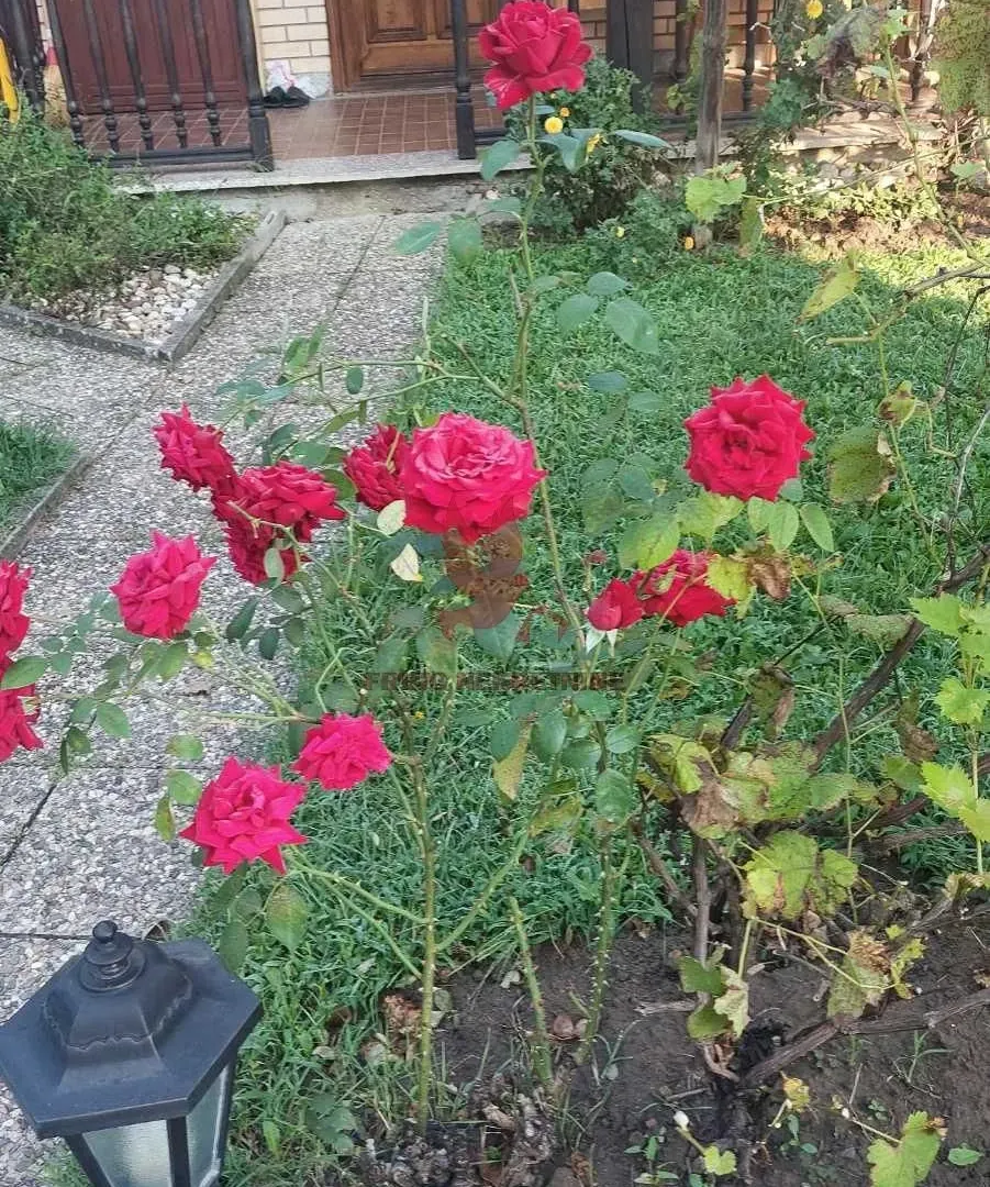 Sale, house, 1000m², Selters Banja, Mladenovac