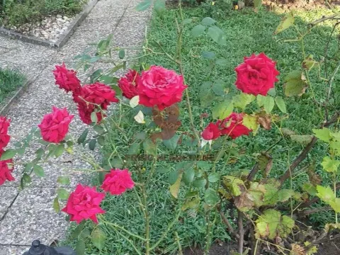 Prodaja, kuća, 1000m², Selters Banja, Mladenovac - image 4