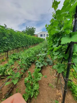 Dvorište sa uređenim vinogradom i baštom ispred stambene zgrade. - image 12