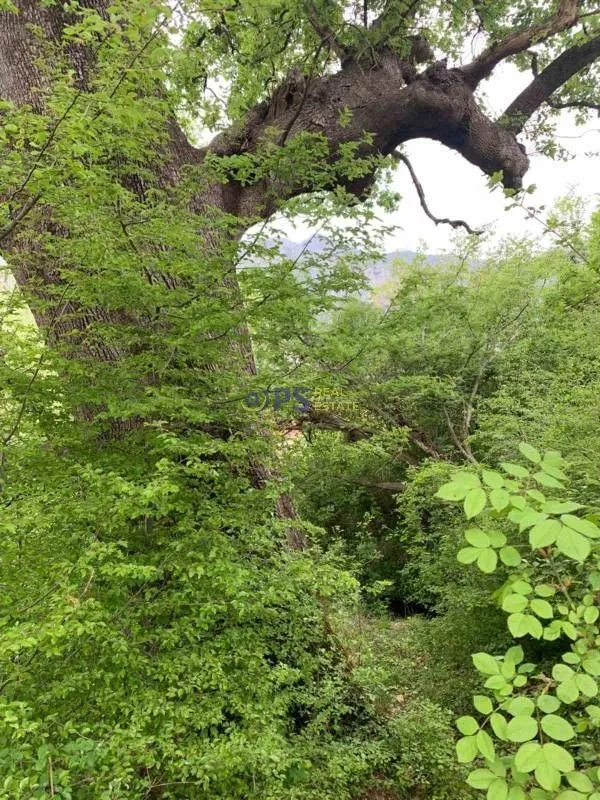 Prodaja, plac, 7000m², Bar, Crna Gora