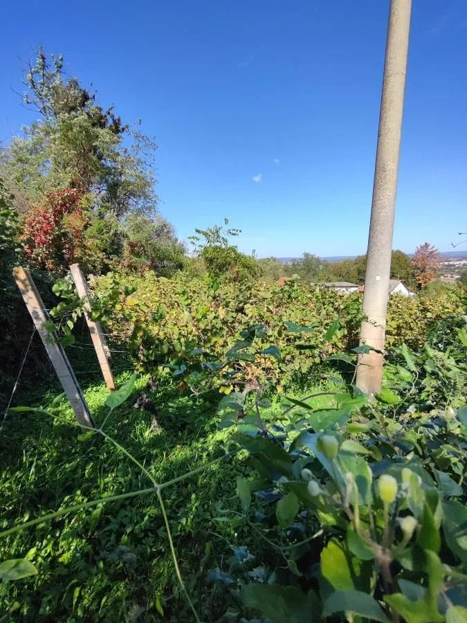 Prodaja, plac, 637m², Đurđevo brdo, Jagodina