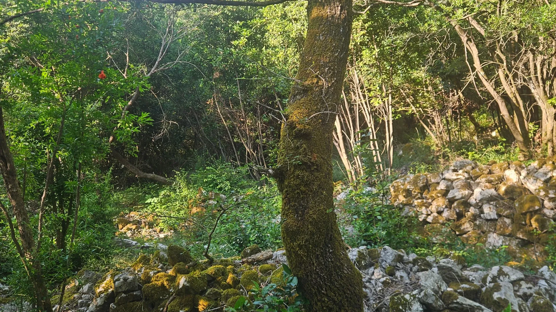 Prodaja, plac, 8000m², Mojdež, Herceg Novi