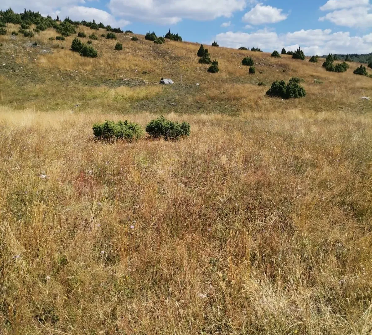 Prodaja, plac, 36000m², Žabljak, Crna Gora