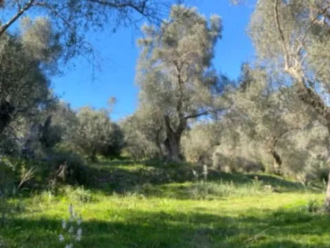 Prodaja, plac, 5500m², Kolomza, Ulcinj - image 4