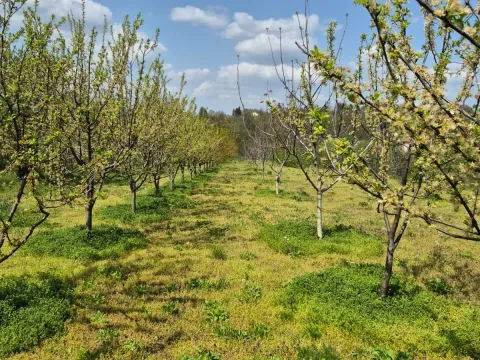 Prodaja, plac, 2950m², Voždovac Sve Podlokacije, Beograd - image 2