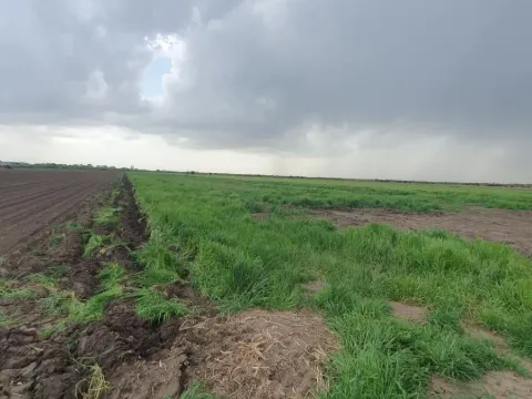 Prodaja, plac, 1204m², Ruma, Srbija - image 4