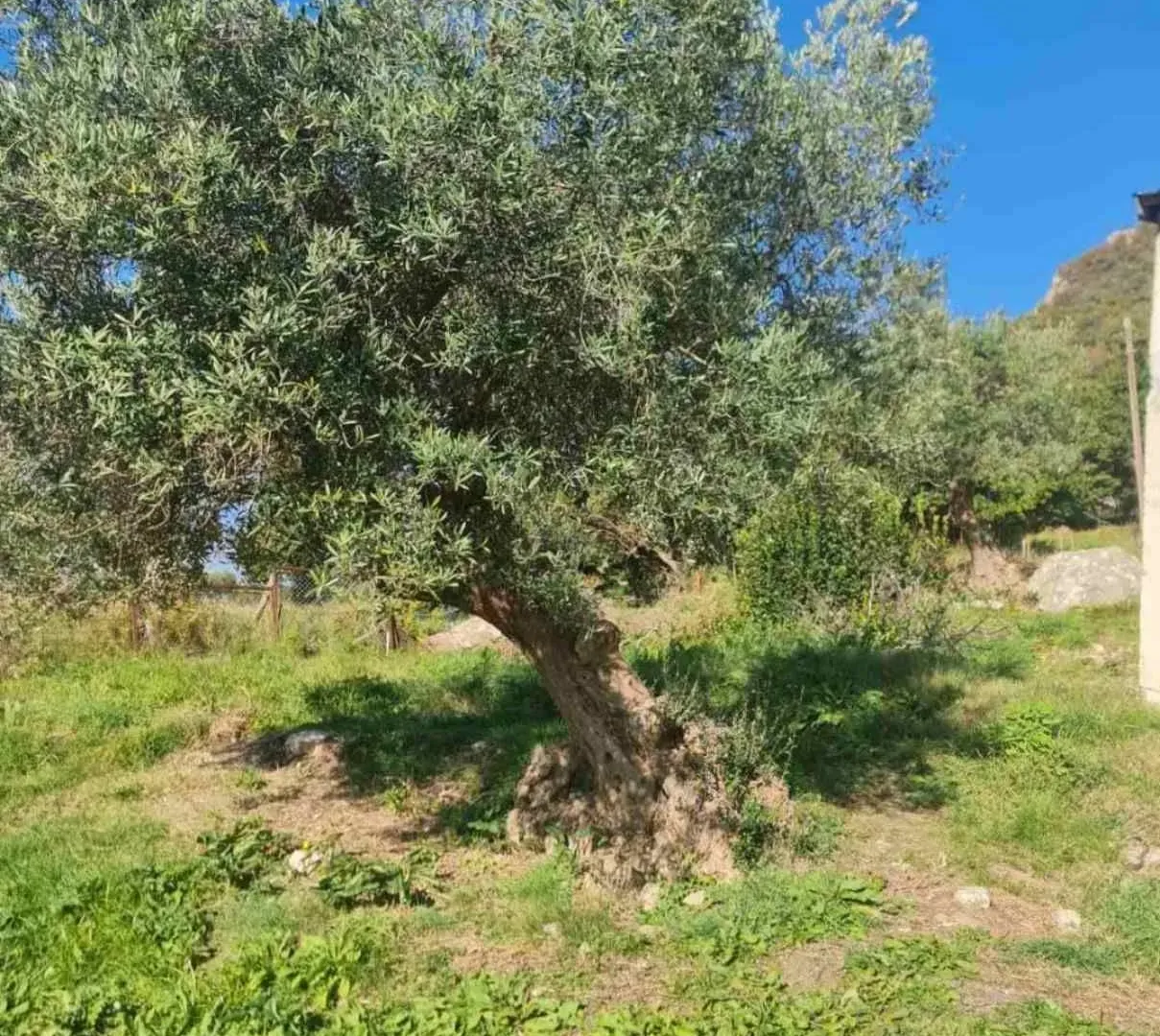 Prodaja, plac, 1058m², Herceg Novi, Crna Gora