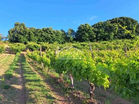 Prodaja, plac, 9563m², Grocka, Beograd - image 5