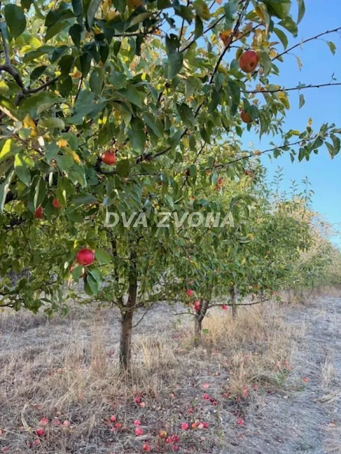 Voćnjak sa stablima jabuka ispunjenim plodovima.
