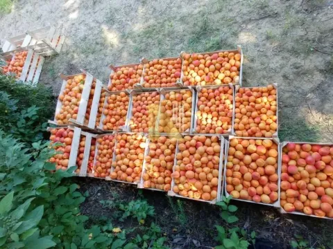 Prodaja, plac, 8200m², Sremski Karlovci, Novi Sad - image 6