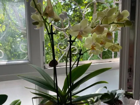 Prodaja, dvosoban stan, 60m², Kluz, Zvezdara Sve Podlokacije - image 11