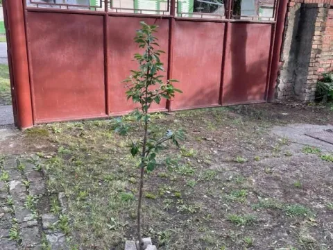 Sale, house, 155m², Rusko Selo, Kikinda - image 3