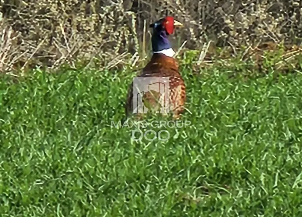 Sale, land lot, 976m², Draževac, Obrenovac