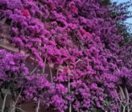 Sale, apartment, 67m², Rafailovići, Budva - image 9