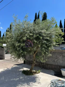 Stablo masline u dvorištu nekretnine. - image 5
