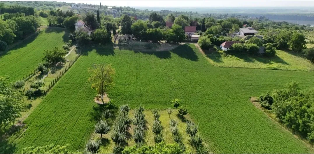 Prodaja, plac, 77000m², Krčedin, Inđija