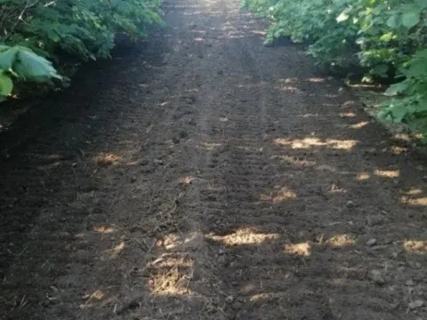 Sale, land lot, 47000m², Bački Vinogradi, Subotica - image 3